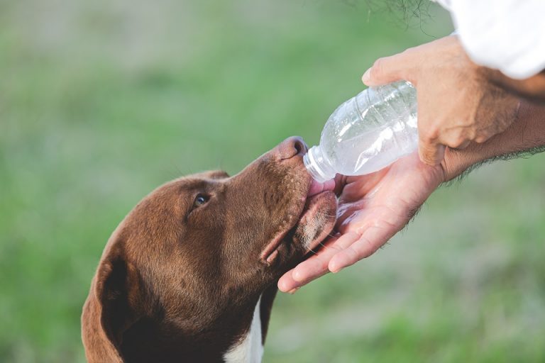 How To Keep Dogs Protected From Heatstroke? Keep Dogs Protected From Heatstroke