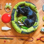 Luxury Items For Your Furry Friend