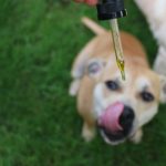 Basics Of CBD Oil Pet Products