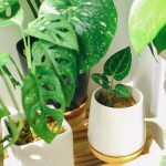 Best Indoor Plants For Your Home
