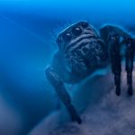 Cobalt Blue Tarantula