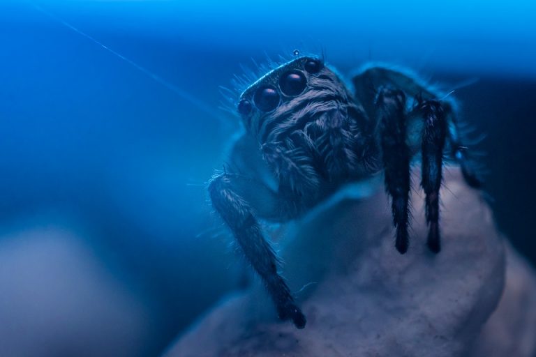 How To Take Care Of A Cobalt Blue Tarantula Cobalt Blue Tarantula