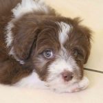 Complete Guide To Owning A Bordoodle