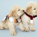 Get Your Dog When It’s A Puppy