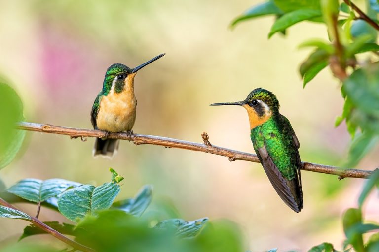 Tips To Make Hummingbirds Friendly Garden Hummingbirds Friendly Garden
