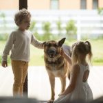 Top Guard Dogs To Protect Your Family