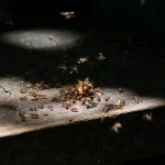 An Influence Of Termites On Human Life