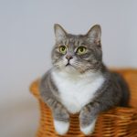 Keep Your Old Cats Active