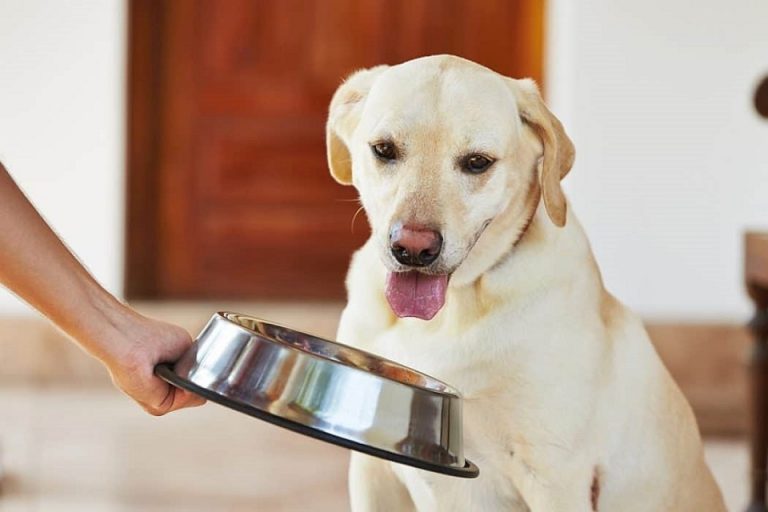 Is Dried Beef Liver Good For Dogs? Is Dried Beef Liver Good For Dogs