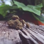 Potential Benefits Of Hemp Flower