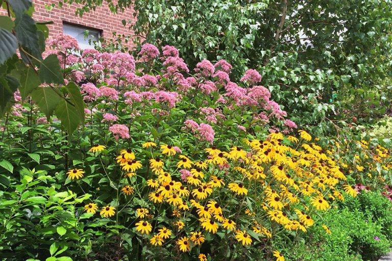 The Best Types Of Native Plants To Use In Your Garden Types Of Native Plants To Use In Your Garden