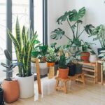 How To Make Your Indoor Plants Last Long