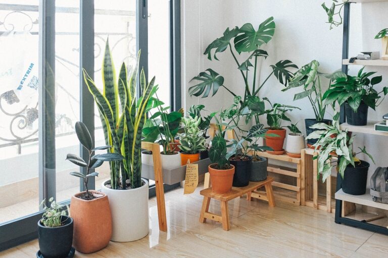 How To Make Your Indoor Plants Last Long