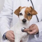 Better Support Your Vet Team