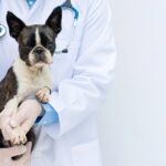 Serious Dog Illnesses