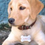 Designer Pet Tags
