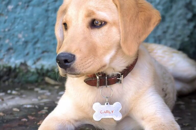 Designer Pet Tags To Show Everyone That You Care Designer Pet Tags