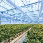 The Benefits Of Smoking A Bong