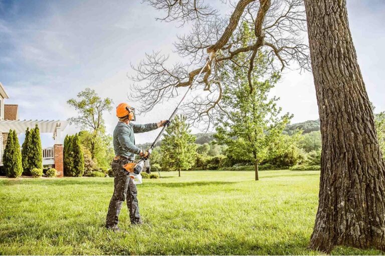 Tree Trimming – Benefits & Techniques