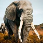 The Games Every Animal Lover Should Sample