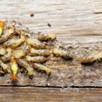Termite Behavior And Prevention Strategies