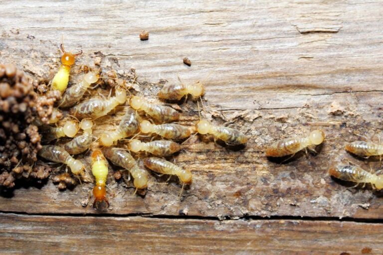Termite Behavior And Prevention Strategies