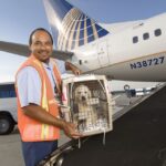 Jet-Setting Pets