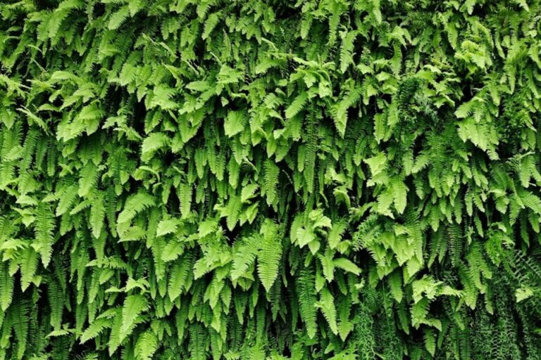 Living Walls: Bringing Vertical Gardens To Life Living Walls