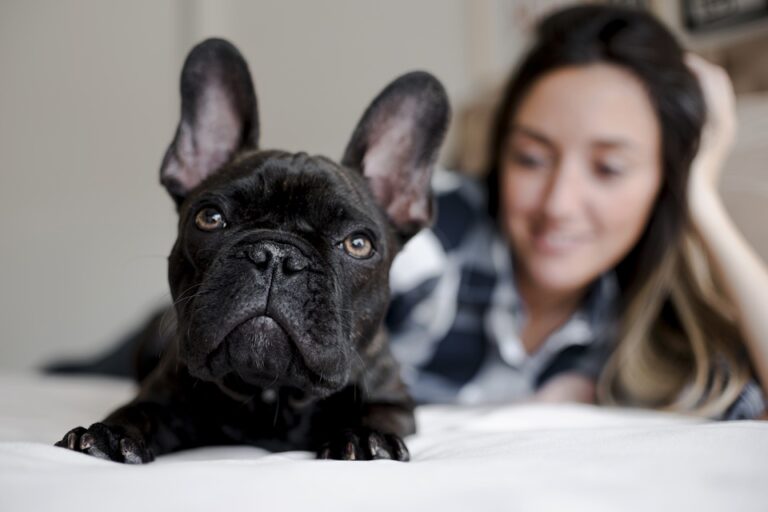 Fluffy Frenchie Bulldog