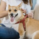 Dog Boarding Facility In Sydney