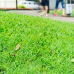 Lawns Stay Green During Summer